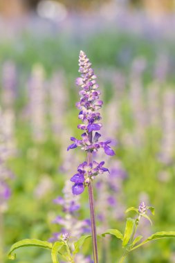 Mor Ada çayı çiçek