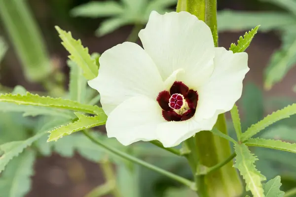 Okra or lady's finger vegetable plant with flower — Stock Photo, Image