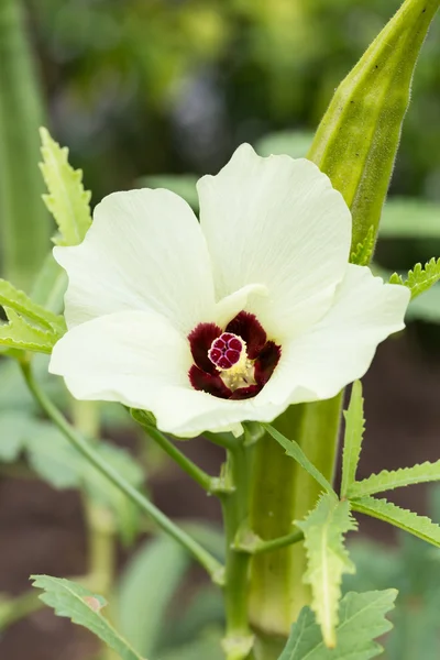 Okra or lady's finger vegetable plant with flower — Stock Photo, Image
