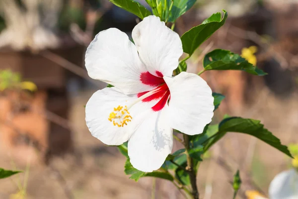 Hibiscus syriacus, fiore di colore bianco — Foto Stock