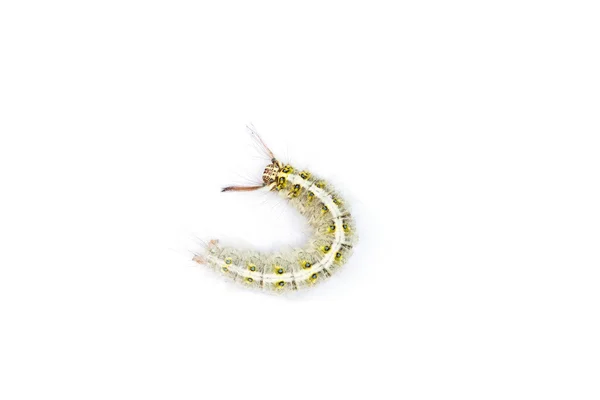Hair caterpillar on white — Stock Photo, Image