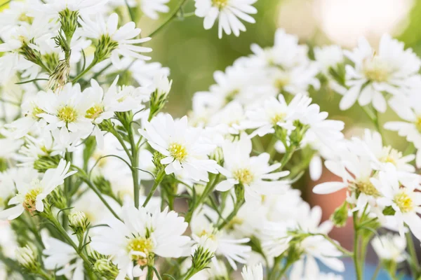 Kuter biały kwiat — Zdjęcie stockowe