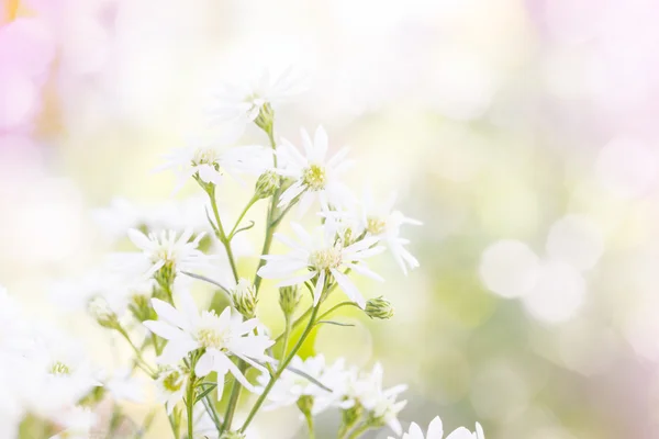 白カッター花 — ストック写真