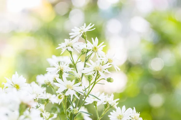 White cutter flower