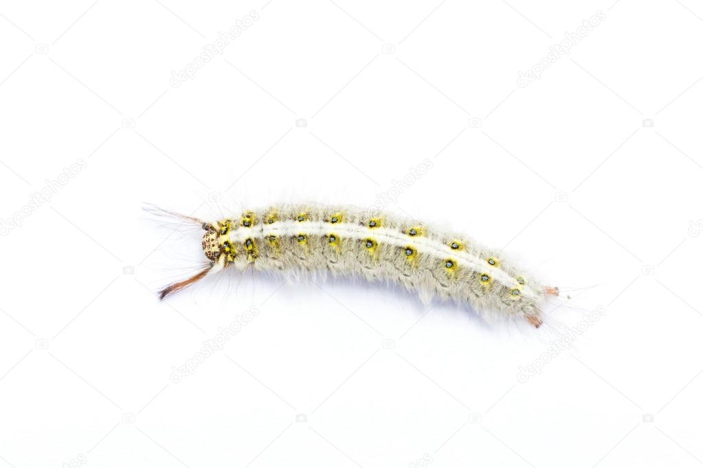 Hair Caterpillar On White Stock Photo C Praiwun 93145058