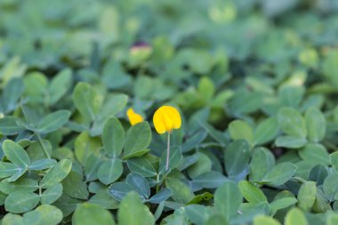 Pinto fıstık bitki, küçük sarı çiçek