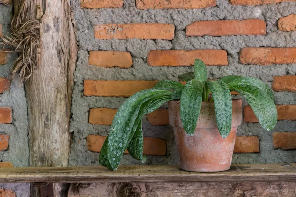 Krukväxt på gamla trähyllor — Stockfoto