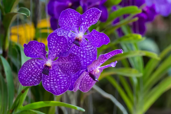 Purpurfarbene Vanda Familie Orchidee — Stockfoto