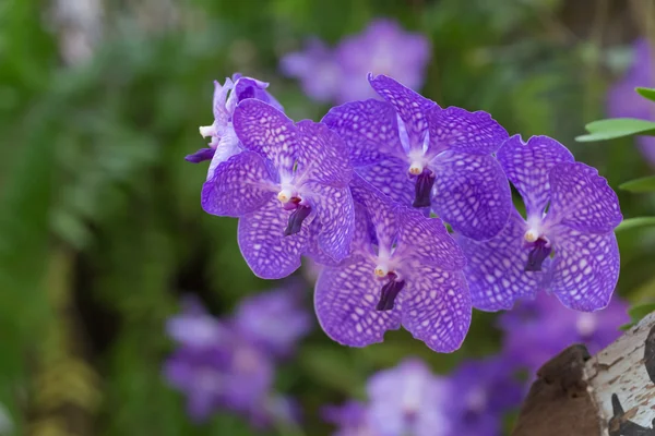 Orquídea roxa da família Vanda — Fotografia de Stock