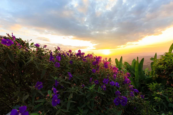 Lila prinsessa eller brasilianska spindel eller ära Bush blomma i Solar — Stockfoto