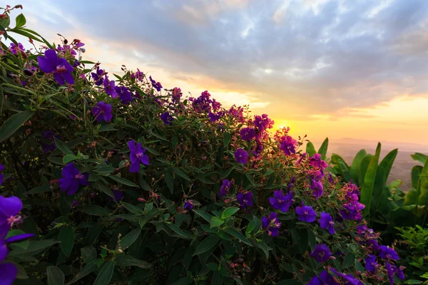 Purple princess or brazilian spider or Glory Bush flower in suns — Stock Photo, Image