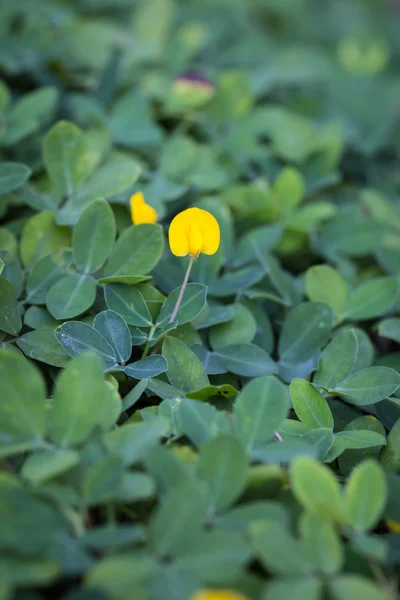 Pinto Planta de cacahuete, Pequeña flor amarilla — Foto de Stock