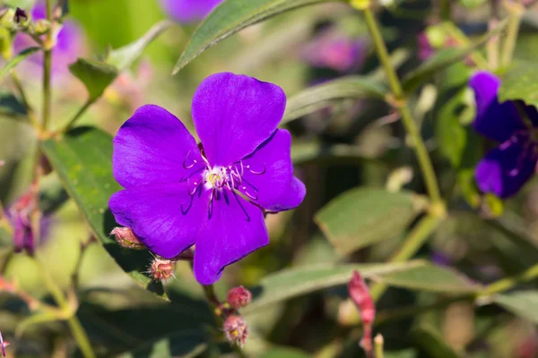 Purple princess or brazilian spider or Glory Bush flower — Stock Photo, Image