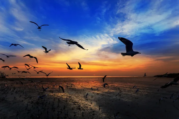 Flying seagulls in sunset — Stock Photo, Image
