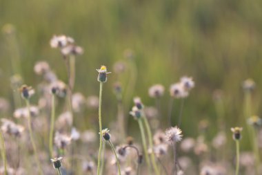 Ceket düğmeleri, Meksika papatya veya Tridax papatya