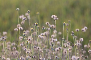 Ceket düğmeleri, Meksika papatya veya Tridax papatya