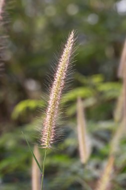 Kıllı Çeşme çimen çiçek 