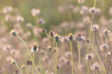 Ceket düğmeleri, Meksika papatya veya Tridax papatya