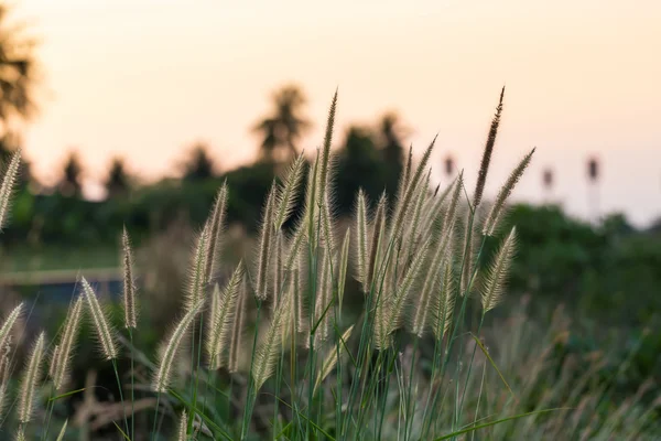 Grass flower beside railroad in sunset — Stock Photo, Image