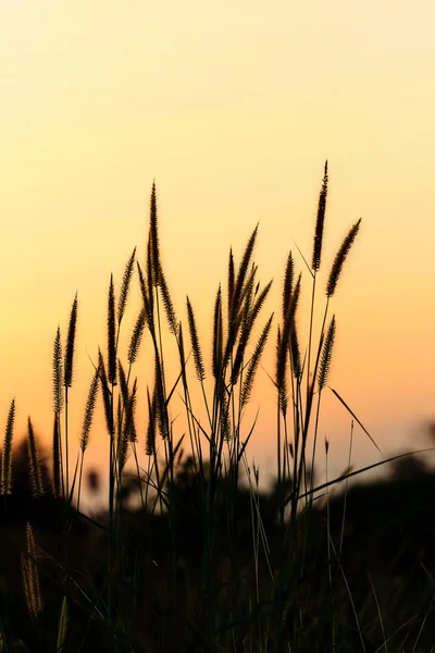 Luminoso fiore d'erba dorata accanto ferrovia al tramonto — Foto Stock