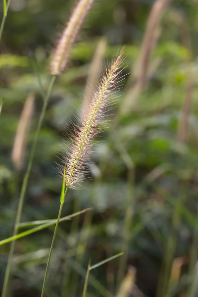 Hairy fountain grass flower — Stock Photo, Image