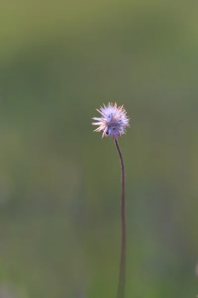 Jas knoppen, Mexicaanse daisy of Tridax daisy — Stockfoto