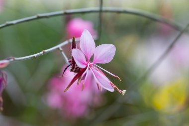 Bahçedeki pembe çiçek