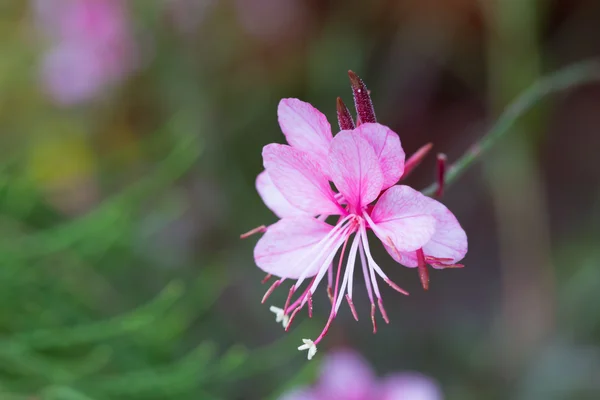 Gaura lindheimeri 或 "旋转的蝴蝶花" — 图库照片