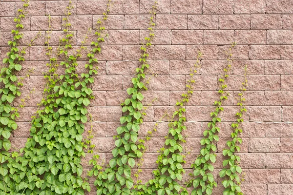 Le viti crescono sul muro — Foto Stock