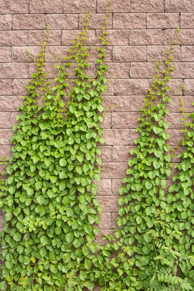 Las viñas crecen en la pared —  Fotos de Stock