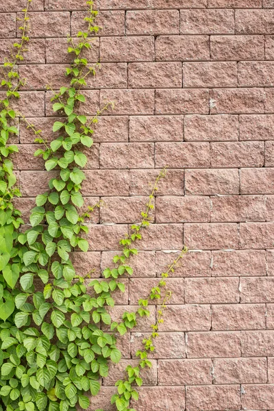 Vinstockar växa på väggen — Stockfoto