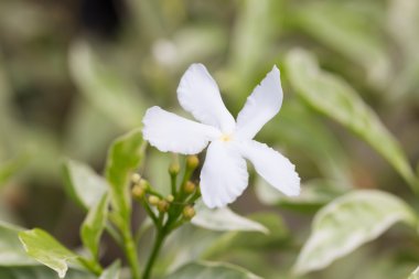 gerdenia krep Yasemin