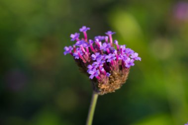 Verbena çiçek bulanık arka plan üzerinde