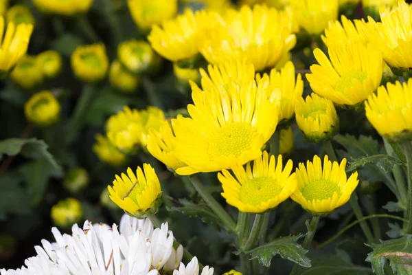 Fiore di crisantemo giallo — Foto Stock