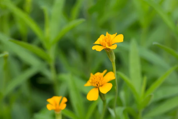 Gele Goudsbloem bloem — Stockfoto