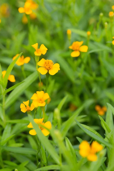 Flor amarilla de caléndula — Foto de Stock