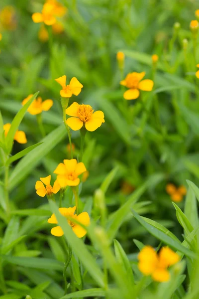 Fiore di calendula giallo — Foto Stock