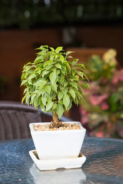 Ficus benjamina en pot de fleurs — Photo