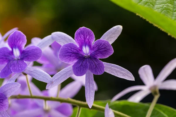 Petrea racemosa, purple wreath or sandpaper vine flower — Stock Photo, Image