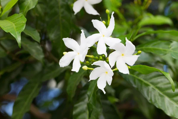 Gerdenia Crape Jasmine — Stock Photo, Image