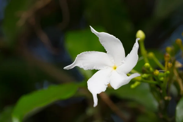 Gerdenia SORGFLOR jasmine — Stockfoto