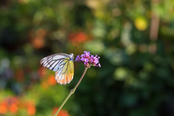 Barevný motýl na květině Verbena — Stock fotografie