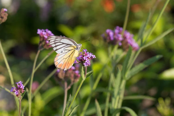 Fluture colorat pe floarea Verbena — Fotografie, imagine de stoc