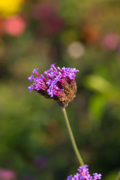 Verbena flores sobre fondo bokeh y borroso — Foto de Stock