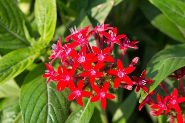 Pentas lanceolata, beter bekend als Egyptische Starcluster Stockfoto