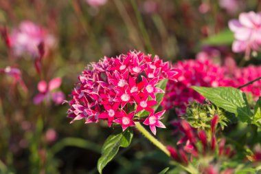 Mısır Starcluster bilinen Pentas yapraklı sinirli ot