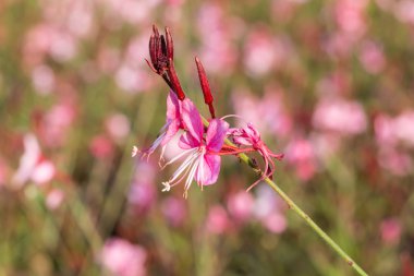 Gaura lindheimeri veya Whirling çiçek kelebekler