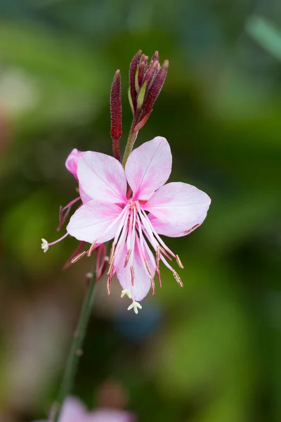 Gaura lindheimeri or Whirling butterflies flower — Stock Photo, Image