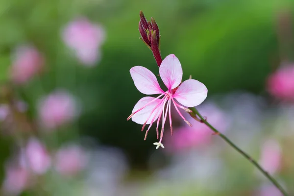 Gaura lindheimeri veya Whirling çiçek kelebekler — Stok fotoğraf