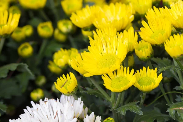 Fiore di crisantemo giallo — Foto Stock